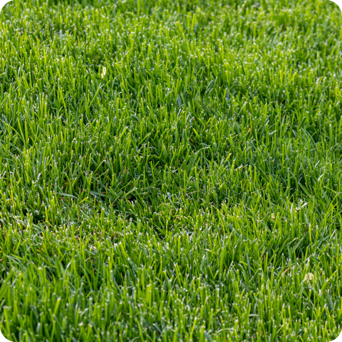 Tall Fescue