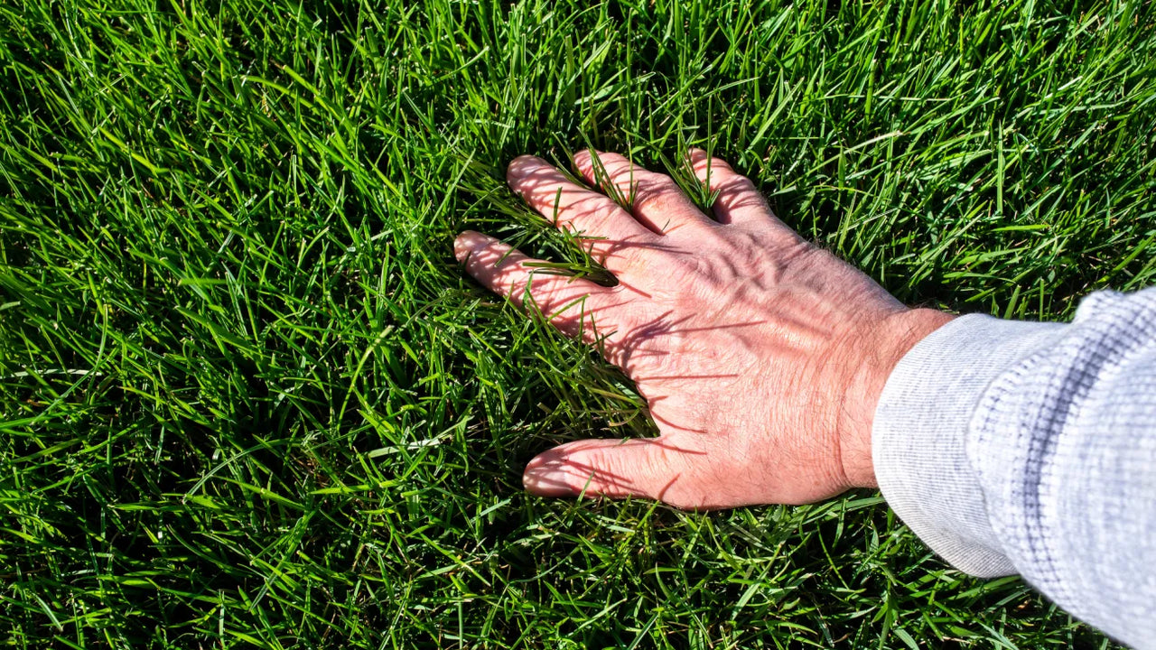Hand gently touching lush, overgrown green grass, assessing height for robot mower suitability.