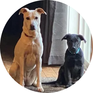 Two dogs sit side by side on a wooden floor, one tan with a black collar, the other black with a blue collar, near a gray curtain.