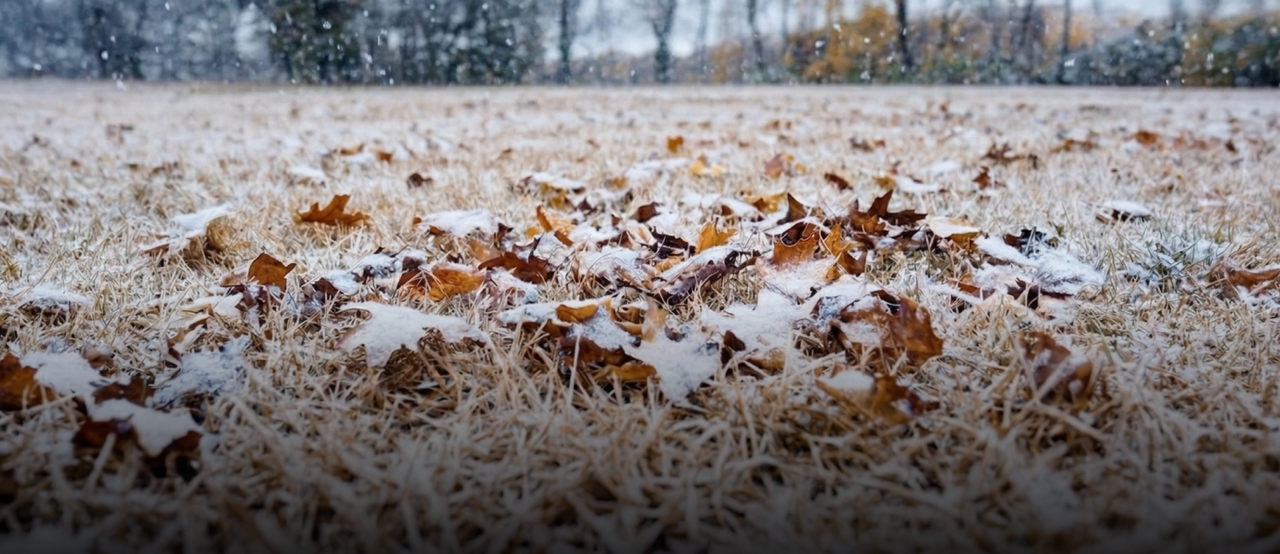 Light snow covers dry grass and brown autumn leaves in a field, with trees in the blurred background.